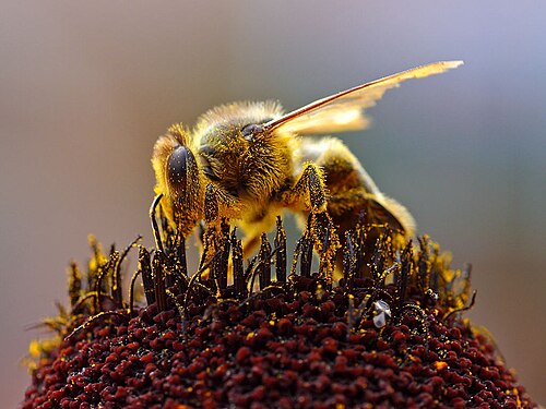 [NAT-017] Pollen de fleurs, pot 150 g