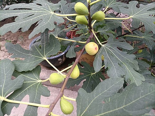 [NAT-018] Confiture de figues, pot 370 g