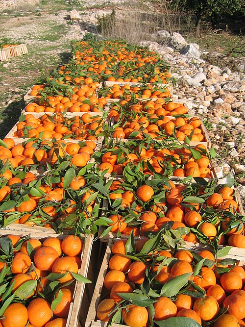 [NAT-019] Confiture d'orange amère, pot 370 g