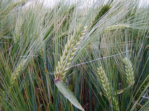 [NAT-036] Couscous d'orge, vrac