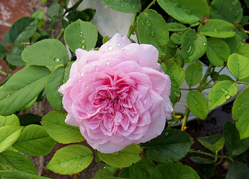 [NAT-042] Eau de rose, flacon 250 ml